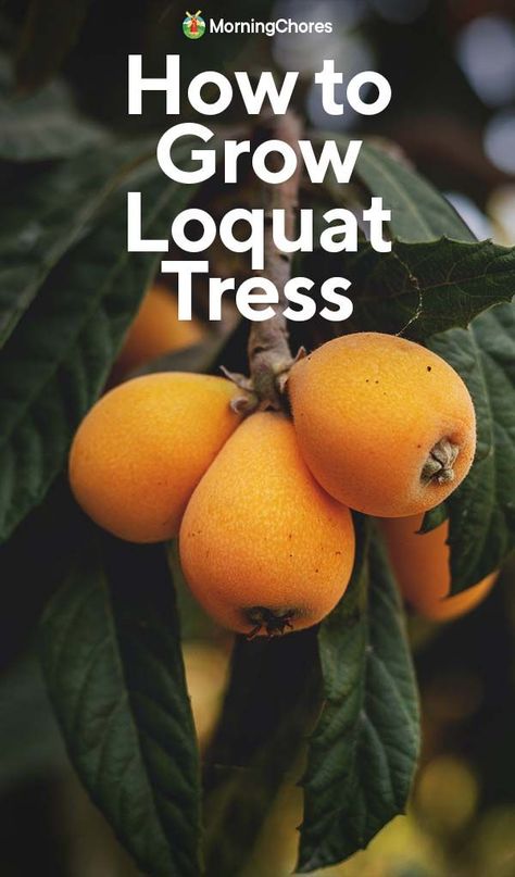 More people should be growing loquats. They're fantastic! Easy to grow, beautiful, and they produce delicious fruits. Here's how. Japanese Plum Tree, Desert Landscaping Ideas, Benefits Of Vegetables, Loquat Tree, Full Garden, Seed Raising, Fruit Growing, Decorative Trees, Air Layering