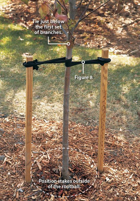 Fruit Tree Garden, Tree Stakes, Tree Support, Growing Fruit Trees, Lawn And Landscape, Garden Yard Ideas, Fruit Garden, Garden Trees, Garden Stakes