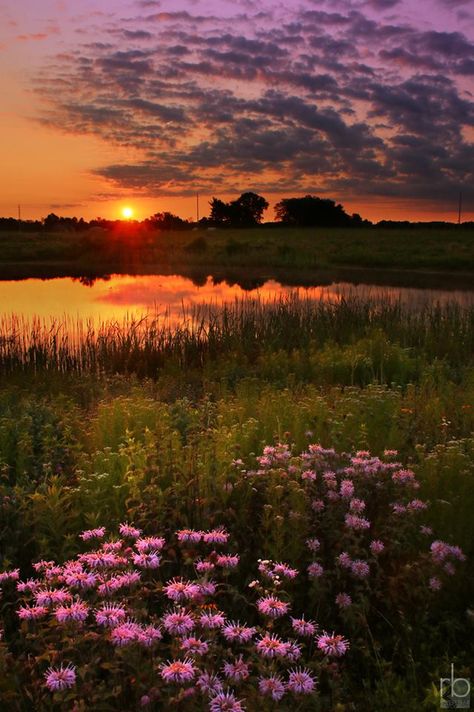 Rob Blair Photography   . . at Springfield Lake, Ohio Pretty Landscapes Photography, Sunset Images Nature, Pretty Field Wallpaper, Ohio Pictures, Lake With Flowers, Cottage Core Landscape Photography, Twilight Field Of Flowers, Sunset Lake Aesthetic, Summer Nature Photography