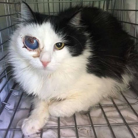 Meet The Gorgeous One-eyed Cat Who Found An Incredible Forever Home With An Optometrist! | Meow As Fluff Cats With One Eye, Cat With One Eye, Weird Cats, One Eyed Cat, Rp Aesthetic, Silly Kitty, Cat Poses, Older Cats, Kitty Baby