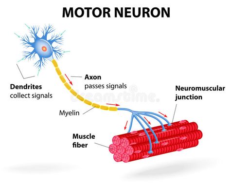 Motor neuron. Vector diagram. Structure motor neuron. Vector diagram. Include de , #Ad, #motor, #Structure, #dendrites, #Include, #neuron #ad Neuron Diagram, Family Medical History, Eds Ehlers Danlos Syndrome, Corrective Exercises, Health Changes, Human Body Projects, Feldenkrais Method, Guillain Barre, Spinal Muscular Atrophy