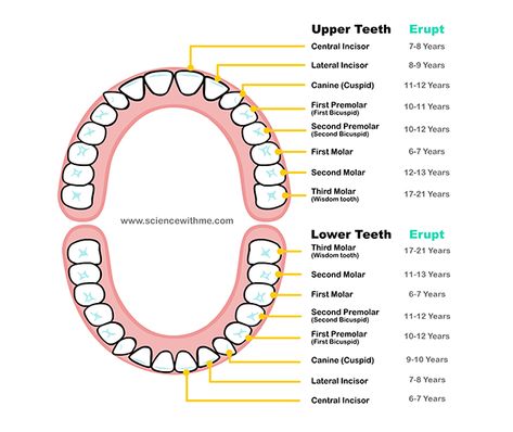 teeth with images and info | Science experiments kids, Teeth, Science ...