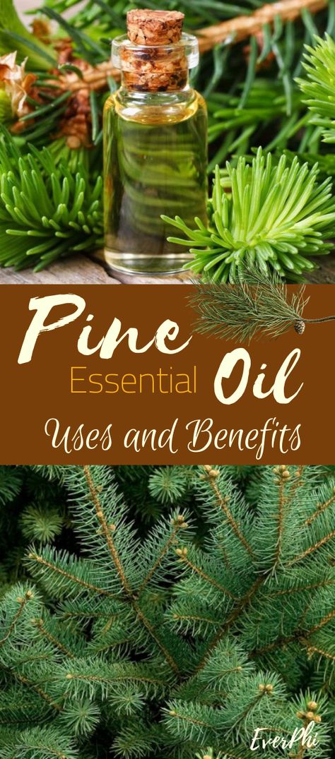 Pine essential oil is a powerful expectorant that can cause irritation in the mucous membrane, causing an increase of bronchial secretion (for defense) and facilitate the expulsion of phlegm and mucus through the cough. #pineessentialoil #usesofpineoil #aromatherapyeverphi Diy Pine Essential Oil, Pine Oil Benefits, Pine Needle Oil Benefits, Pine Essential Oil Benefits, Pine Needle Oil, Pine Needle Essential Oil, Herb Benefits, Oil Distiller, Scots Pine