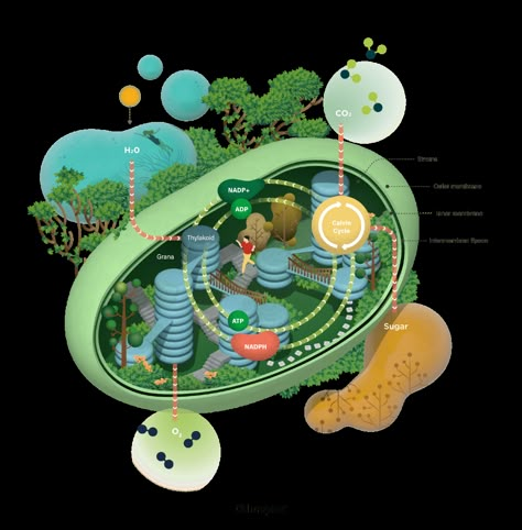 Photosynthesis Poster, Palisade Cell, Adobe Illustrator Logo Design, Science Graphics, Future Nature, Science Art Projects, Plant Physiology, Education Success, Logo Illustration Design