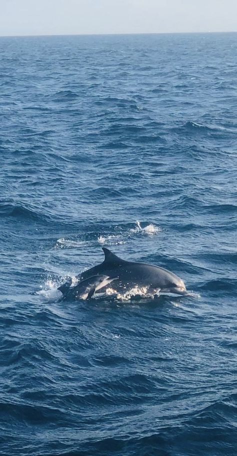 A mother dolphin and it's baby swimming in the sea in the Maldives Mar Wallpapers, Sea Animals Wallpaper, Blue Beach Aesthetic, Blue Sea Wallpaper, Blue Ocean Wallpaper, Dolphin Wallpaper, Ocean Dolphins, Summer Wallpaper Aesthetic, Navy Blue Wallpaper