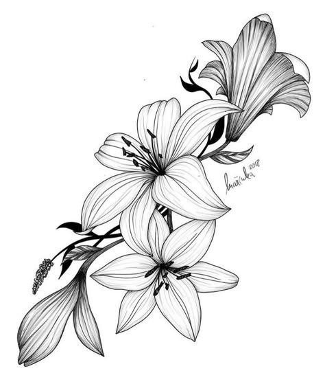 Lillies Tattoo, Lily Flower Tattoos, Easy Flower Drawings, Flower Tattoo Drawings, Beautiful Flower Drawings, Lily Tattoo, White Drawing, Flower Sketches, Pola Sulam