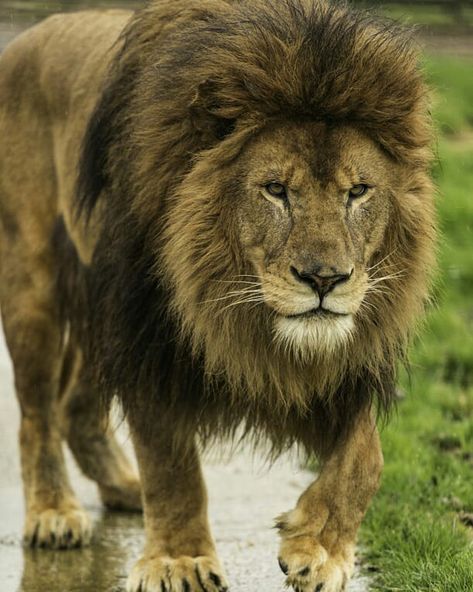 Amazing big beautiful male Lion Barbary Lion, The Tribe Of Judah, Panthera Leo, Lion Photography, Lion And Lioness, Lion King Art, Black Lion, Male Lion, Tribe Of Judah