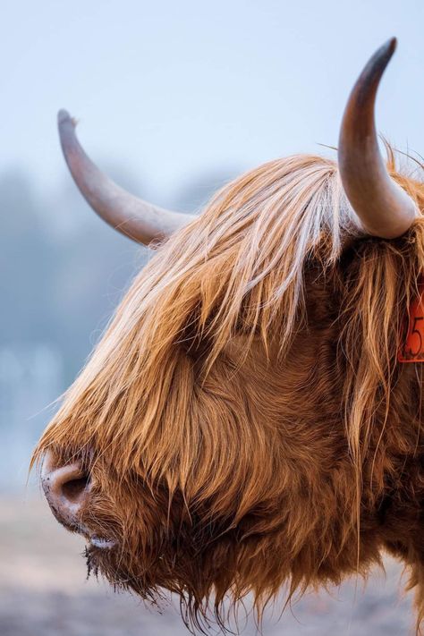 How Highland Cows Are Restoring Culloden Battlefield’s Historic Bog - Atlas Obscura Highland Cow Pictures, Cow Names, Cow Photography, Highland Cow Art, Cow Photos, Turn Back Time, Cow Pictures, Highland Cows, Highland Cattle