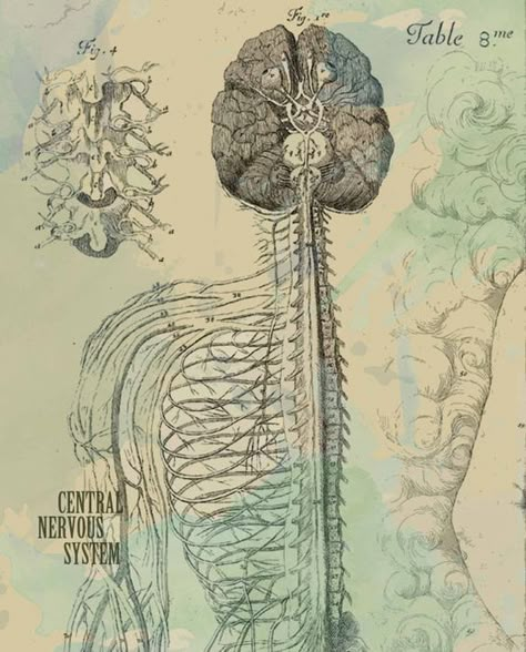 Central Nervous System Art, The Central Nervous System, Nervous System Aesthetic, Chiropractic Aesthetic, Nervous System Poster, Chiropractic Art, Nervous System Anatomy, Anatomy Artwork, Medical Artwork