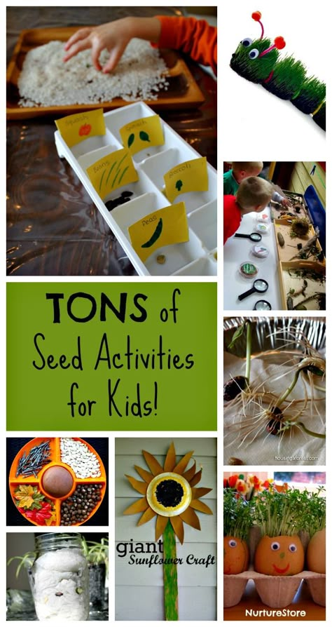 These are awesome seed activities for kids!! Science experiments for preschoolers, to creating art, to play and self-discovery - so many ways to learn with seeds! Seed Activities For Kids, Seed Activities, Preschool Garden, Gardening With Kids, Spring Preschool, Plant Science, Kindergarten Science, School Garden, Preschool Science