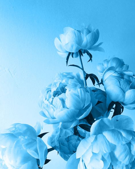 Blue Makes Me Happy Bright Blue Asthetics, Light Blue Astetic Photos, Blue Vision Board Pictures, Maya Blue Aesthetic, Blue Images Aesthetic, Azure Blue Aesthetic, Blue Aesthic Wallpaper, Blue Esthetics, Blue Aethstetic