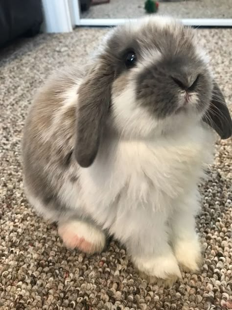 Travel Holland, Holland Lop Bunnies, Lop Bunnies, Cutest Bunny Ever, Lop Bunny, Bunny Room, Pet Bunny Rabbits, Bunny Mom, Dream Pet