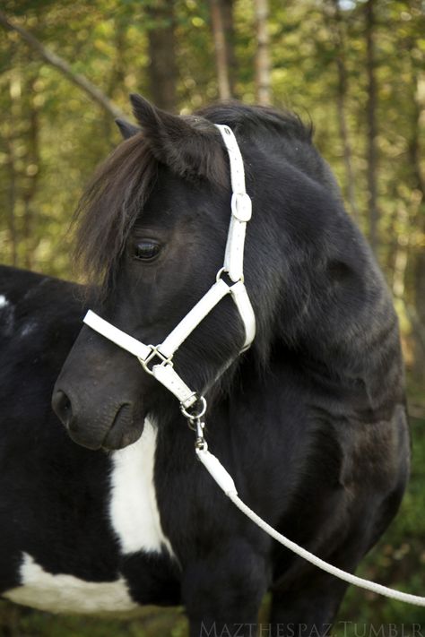 Shetland pony Mini Shetland Pony, Mini Ponies, Mini Shetland, Ponies For Sale, Mini Pony, Shetland Pony, Pony Rides, Blue Roan, Horse Aesthetic