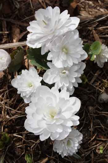 Like a headlight among the mulch: Sanguinaria canadensis 'Multiplex' (Double Flowered Bloodroot). Sanguinaria Canadensis, Rabbit Resistant Plants, Texas Native Plants, Florida Native Plants, Plant Zones, Shade Perennials, Moon Garden, Spring Bulbs, Woodland Garden