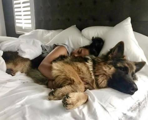 1 year old Dog In Your 20s, Family Dog, German Shepherd Puppy, Dog Shelter Aesthetic, Survival Aesthetic, German Shepherd Aesthetic, Aesthetic German Shepherd Puppy, New Found Land Dog, German Shepherd Lifestyle