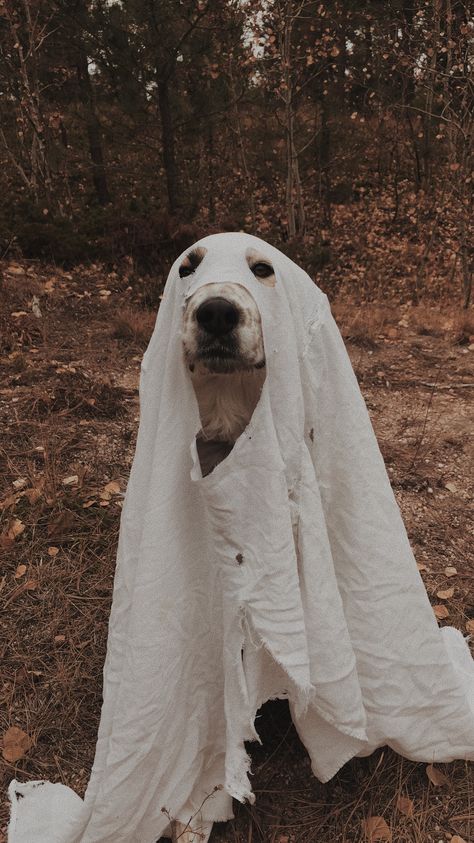 TikTok's ghost challenge with a dog! Ghost Dog Aesthetic, Dog Ghost Photoshoot, Dog Ghost Costume, Ghost Challenge, Baby Yoda Costume, Best Dog Halloween Costumes, Good Witch Halloween, Costume For Dogs, Halloween Dog Costume