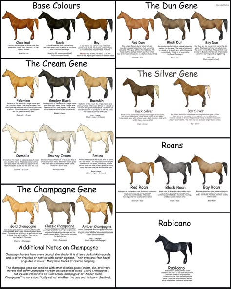 Horse Age Chart, Horse Types Chart, Horse Tack Colour Chart, Horse Coat Colors Chart, Breeds Of Horses Chart, Horse Color Chart, Horse Conformation, Horse Age, Horse Knowledge