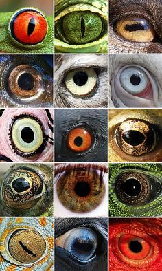 Printables and Labels on Pinterest | 409 Pins on potion labels ... Different Animal Eyes, Regard Animal, Realistic Eye Drawing, Animals Tattoo, Different Colored Eyes, Animal Eyes, Potion Labels, Realistic Eye, Middle School Art