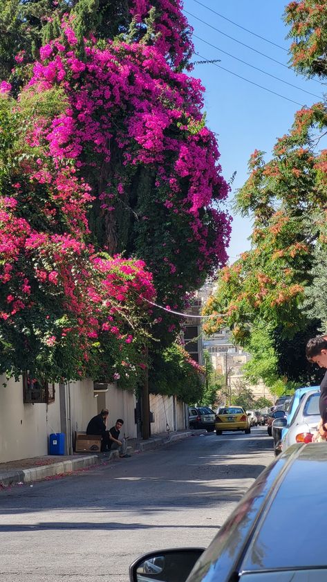 Flower Street Aesthetic, City Flowers Aesthetic, Amman Jordan City, Amman Jordan Aesthetic, Jordan Amman Aesthetic, City Aesthetic Green, Amman Aesthetic, Old City Aesthetic, Levantine Aesthetic