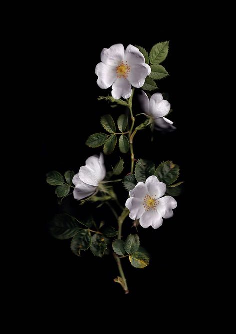 Art For Walls, Botanical Photography, Dog Rose, Illustration Board, Sweet Fragrance, Art Nouveau Art, Roman Mythology, Floral Photography, Arte Inspo