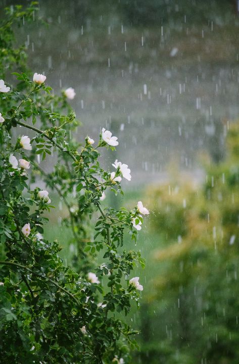 Rainy Day Images, Rainy Day Pictures, April Rain, Rain Pictures, Rain Photo, Rainy Day Aesthetic, Morning Rain, I Love Rain, Rain Wallpapers