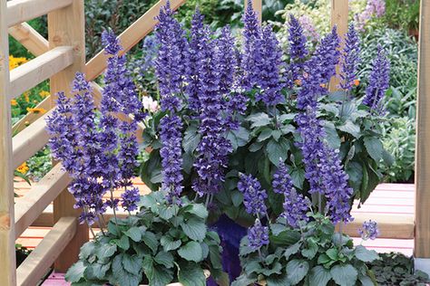 Why I Love Mystic Spires Salvia - The Good Earth Garden Center Mystic Spires Blue Salvia, Mystic Spires Salvia, Salvia Mystic Spires, Horticulture Education, Dallas Garden, Garden Combinations, Heat Tolerant Plants, Special Plants, Deer Garden