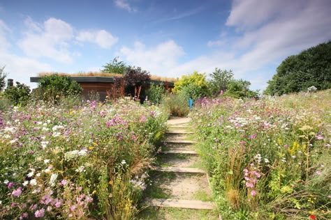 Pollinators Garden, Green Roof Planting, Roof Plants, Nature Vs Nurture, Prairie Garden, Meadow Garden, London Garden, Pollinator Garden, Natural Garden