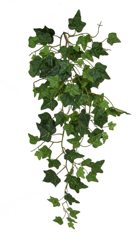 Vine English Ivy Green Flame Retardant Artificial Branch Plant 91 cm (5pcs. set) - from £62.10 | Getpotted.com#medicinal herbs #Herbs #herb garden outdoor #herb garden ideas #Medicinal Herbs Garden #health aesthetic Indoor Ivy, Ivy Plant Indoor, Ivy Cottage, Artificial Branches, Plants Aesthetic, Ivy Vine, Artificial Plants And Trees, English Ivy, Ivy Plants