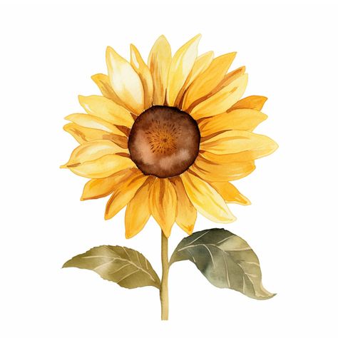 Sunflower Watercolour Print DIGITAL PRINT FILE Sunflowers Illustration, Classroom Agenda, Watercolour Sunflower, Sunshine Watercolor, Sunflowers Watercolor, Tattoo Sunflower, Sunflower Watercolor Painting, Sunflower Artwork, Sunflower Illustration