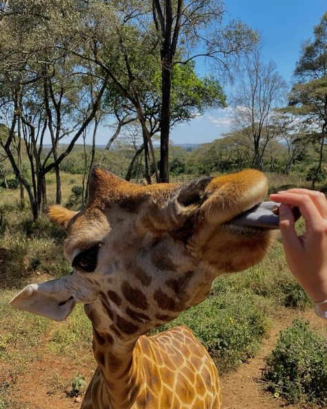 Scenic and magical🪄🧡 #nairobi #magicalkenya 🇰🇪 Trip To Kenya, Best African Safari Tours, Nairobi Kenya Travel, Kenya Masai Mara, Safari In Kenya, Nairobi Kenya Aesthetic, Africa Travel Aesthetic, Nairobi Aesthetic, Kenya Country