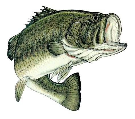 Bass Fishing Videos, Best Fish Recipes, Large Mouth Bass, Largemouth Bass Fishing, Fishing Tips And Tricks, Bass Fishing Shirts, Fish Artwork, Fishing Art, Salt Water Fishing