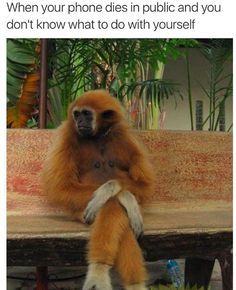 This is truly the most alone you can be. Like & Repin thx. Follow Noelito Flow instagram http://www.instagram.com/noelitoflow Funny Animal Photos, A Monkey, Monkey Business, Hot Lingerie, Animal Pics, Primates, Sweet Animals, Amazing Animals, Animal Love