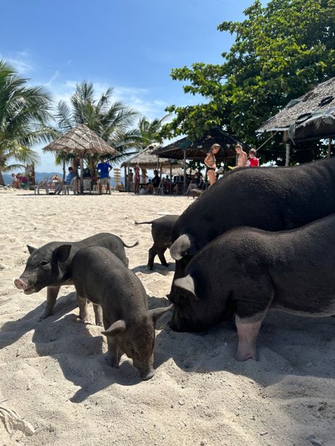 #pigisland #kohsamui #traveltips #travelinspo #travelthailand #thailand #beach #pigs Pig Island Thailand, Travel With Bestie, Thailand Fits, Backpacking Southeast Asia, South Thailand, Pig Island, Pig Beach, Gap Year Travel, Thailand Beach