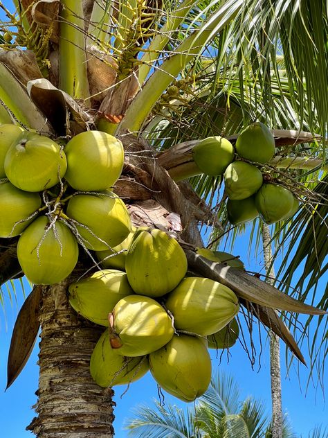 Carribean Culture Aesthetic, Tropical Life Aesthetic, Cook Islands Aesthetic, Island Living Aesthetic, Tropical Paradise Aesthetic, Beach Green Aesthetic, Tropical Fruit Aesthetic, Tropics Aesthetic, Island Aesthetic Tropical