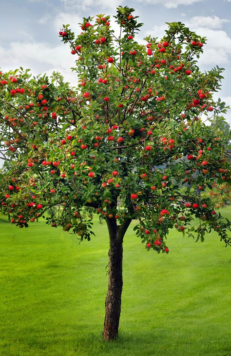 Apple Tree Farm, Apple Tree Care, Apple Garden, Growing Fruit Trees, Growing Fruit, Tree Care, Fruit Plants, Fruit Garden, Garden Trees