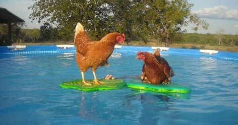 Funny Swimming Pool Photos to Get You Ready for Summer Swimming Chicken, Texas Backyard, Pool Funny, Food For Dinner, Swimming Pool Photos, Swimming Lessons, Summer Funny, Keeping Chickens, Teaching Techniques