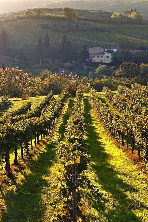 Aesthetic Vineyard, Vineyard Aesthetic, Italian Vineyard, Vineyard House, Wine Vineyards, Italian Countryside, Italy Aesthetic, Italian Summer, Northern Italy