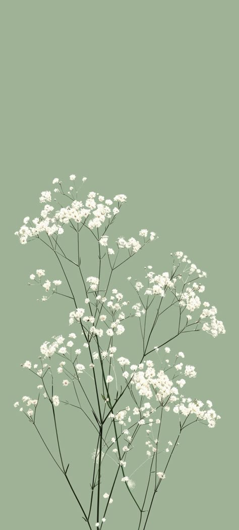 Cute Backround Photos, Sage Color Aesthetic, Sage Green Phone Wallpaper, Sage Green Backgrounds, Sage Green Wallpaper Aesthetic, Athstetic Wallpaper, Sage Green Aesthetic Wallpaper, Ghibli Gif, Green Wallpaper Phone