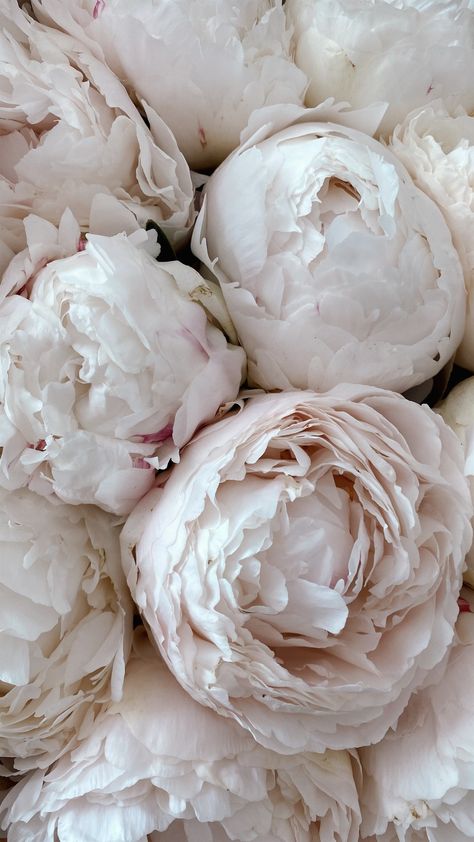 Era Victoria, Wedding Flowers Peonies, Decoration Shabby, Peony Wallpaper, Pink Wedding Flowers, Flower Therapy, White Peonies, Luxury Flowers, Flower Phone Wallpaper