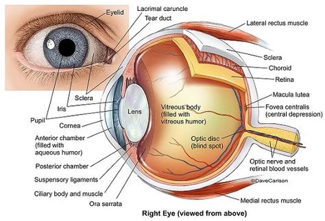 Eyeball Anatomy, Optometry Education, Eye Structure, Eye Anatomy, Eye Facts, Parts Of The Eye, The Human Eye, Human Anatomy And Physiology, Medical Knowledge