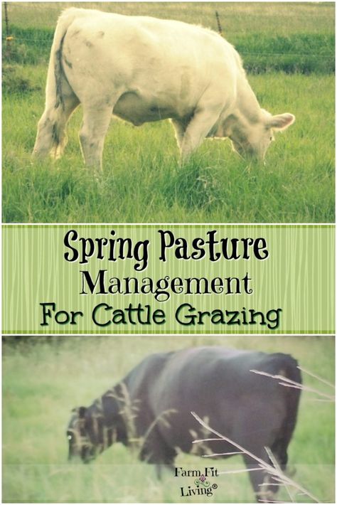 Cow Care Tips, Grazing Cattle, Homestead Livestock, Beef Cows, Raising Cows, Dexter Cattle, Pasture Management, Planting A Garden, Miniature Cows