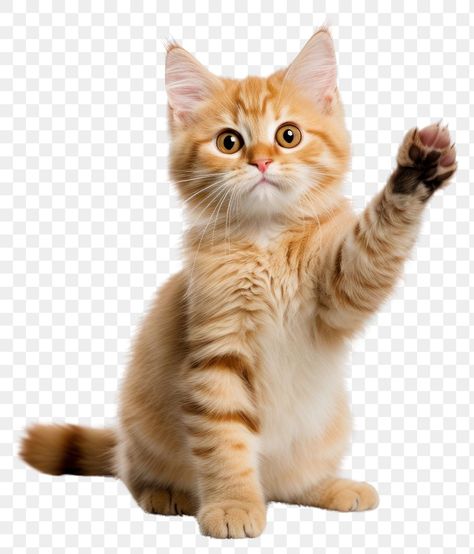 Cat Hands Up, Cat Waving, Cat Transparent, Waving Cat, Cats Png, Waving Hand, Animal Body Parts, Cat Png, A Cute Cat