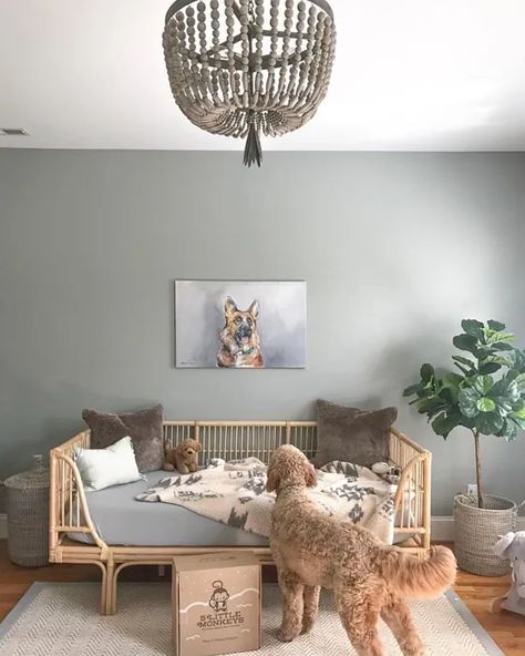 Sw Magnetic Gray Kidsroom Sherwin Williams Magnetic Gray, Magnetic Gray, Big Kid Bedroom, Sherwin Williams Gray, Toddler Bedroom, Kid Bedroom, Sherwin Williams Colors, Baby Boy Room Nursery, Nursery Baby Room