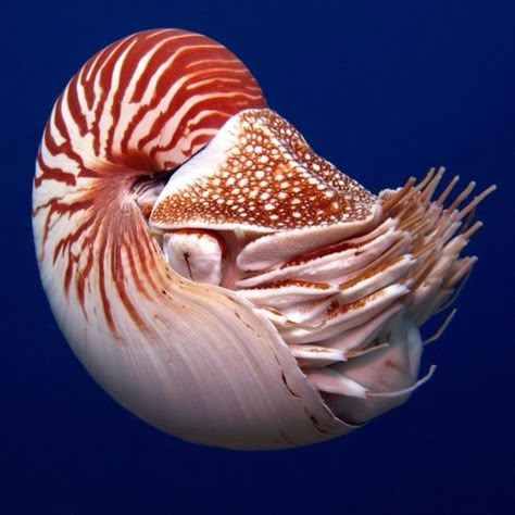 The chambered nautilus is one of six species of nautilus, the only cephalopods (squids, octopuses and relatives) that have external shells.… Nautilus Art, Octopus Species, Fishing Activities, Chambered Nautilus, Marine Organism, Geometry In Nature, Underwater Animals, Weird Fish, Hand Painted Wine Glasses