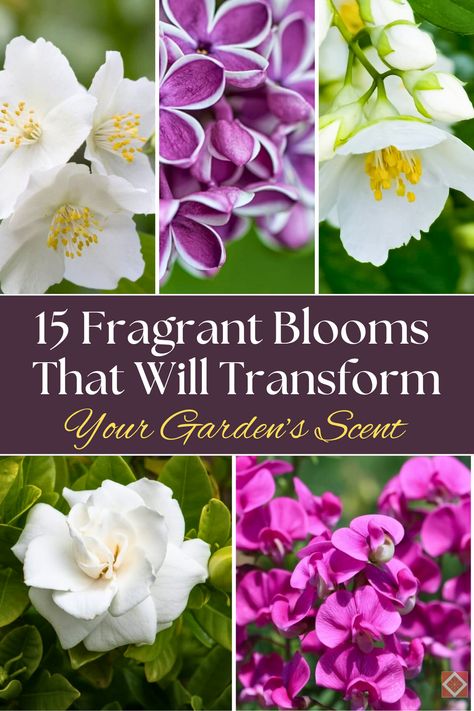 🌸 If you love the idea of a beautifully scented garden, these 15 fragrant flowers will do the trick! From sweet-smelling peonies to aromatic lilies, these blooms will transform your garden into a scented paradise. Perfect for gardeners looking to enhance both the look and smell of their outdoor space. #Gardening #FragrantFlowers #GardenInspiration Strong Scented Flowers, Most Fragrant Flowers, Best Smelling Flowers, Flower Garden Layouts, Creative Landscaping, Smelling Flowers, Growing Vines, Garden Layouts, Fragrant Garden