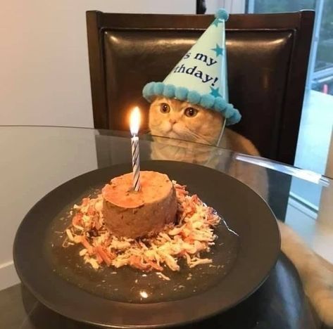 Cool Cats Celebrating Their Birthdays - I Can Has Cheezburger? Birthday Spotify Playlist Covers, Birthday Spotify Cover, Birthday Playlist Cover, Connor Cobalt, Cat Celebrating, Happy Birthday Cat, Cat Birthday, Happy 4 Of July, Animal Birthday