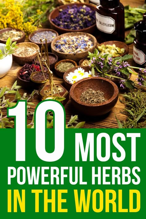 There are many healthy and useful herbs, but we narrowed it down to the 10 most powerful herbs in the world and explained how to use them. How To Start A Medicinal Herb Garden, Healing Plants Natural Remedies, Medical Herbs Natural Treatments, Anti Cancerous Herbs, Herbal Nervines, Healing Herbs Medicine, Herbs For Pain Relief, Herbs To Heal, Herbs And Their Uses