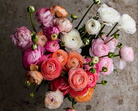 How to grow Ranunculus Grow Ranunculus, Can Water, Foliar Spray, Ranunculus Flowers, Plant Tips, When To Plant, Flower Picks, Powdery Mildew, Spring Bulbs