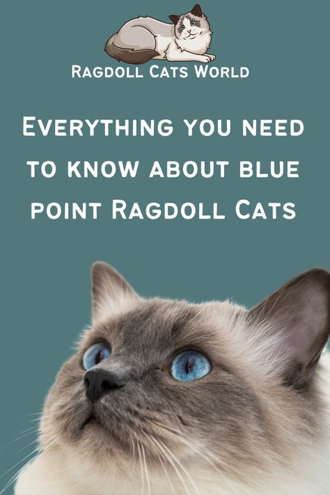 Blue Point Ragdoll Cat, Blue Ragdoll Cat, Blue Point Cat, Blue Point Ragdoll, Ragdoll Cat Colors, Ragamuffin Cat, Ragdoll Cat Breed, Most Popular Cat Breeds, Kitten Names