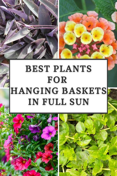 Gemüseanbau In Kübeln, Hanging Plants Outdoor, Full Sun Plants, Hanging Flower Baskets, Plants For Hanging Baskets, Container Gardening Flowers, Flower Baskets, Plants Outdoor, Sun Plants